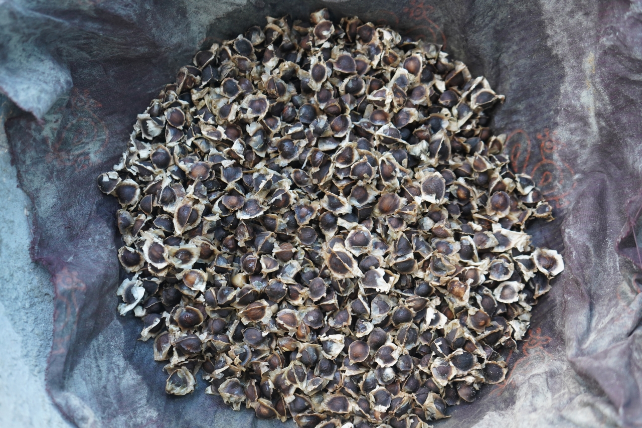 BARAHA MORINGA 4