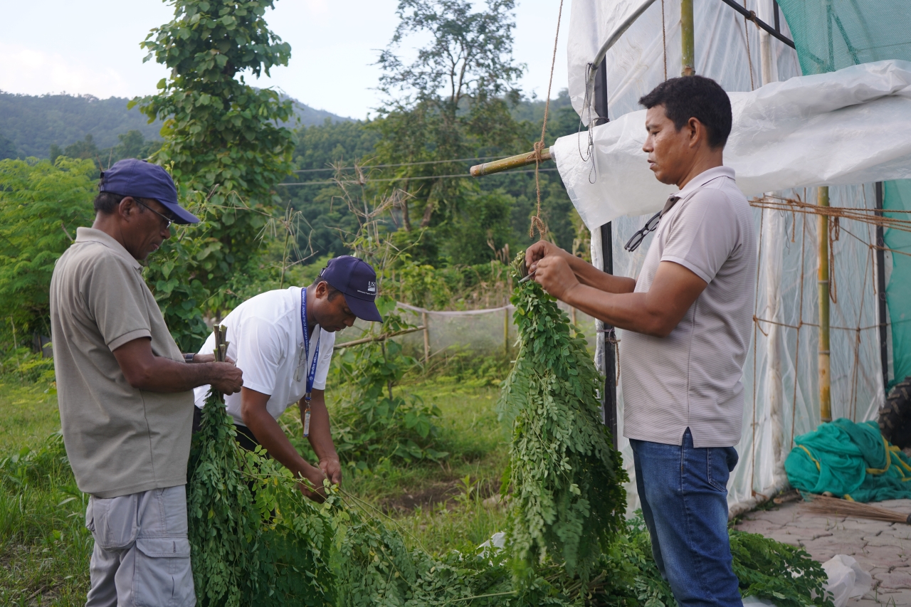 BARAHA MORINGA 8